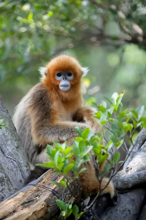 Il mio Viaggio in Yunnan - Prima Parte golden monkey yunnan