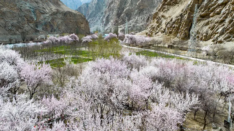 Un Viaggio lungo la Via della Seta: Attraverso il Pamir xinghua apricots