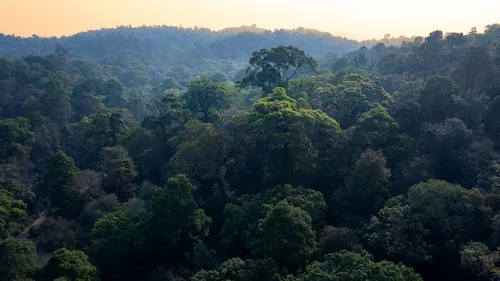 Travel Guide to Yunnan ancient tea forest puer