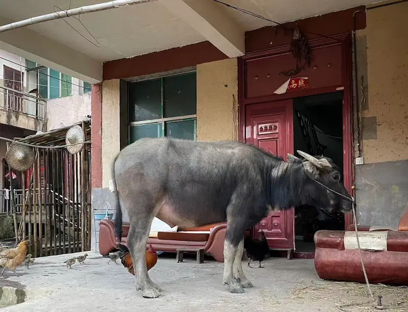 A Photographic Journey Through Rural Yunnan cow yuanyang