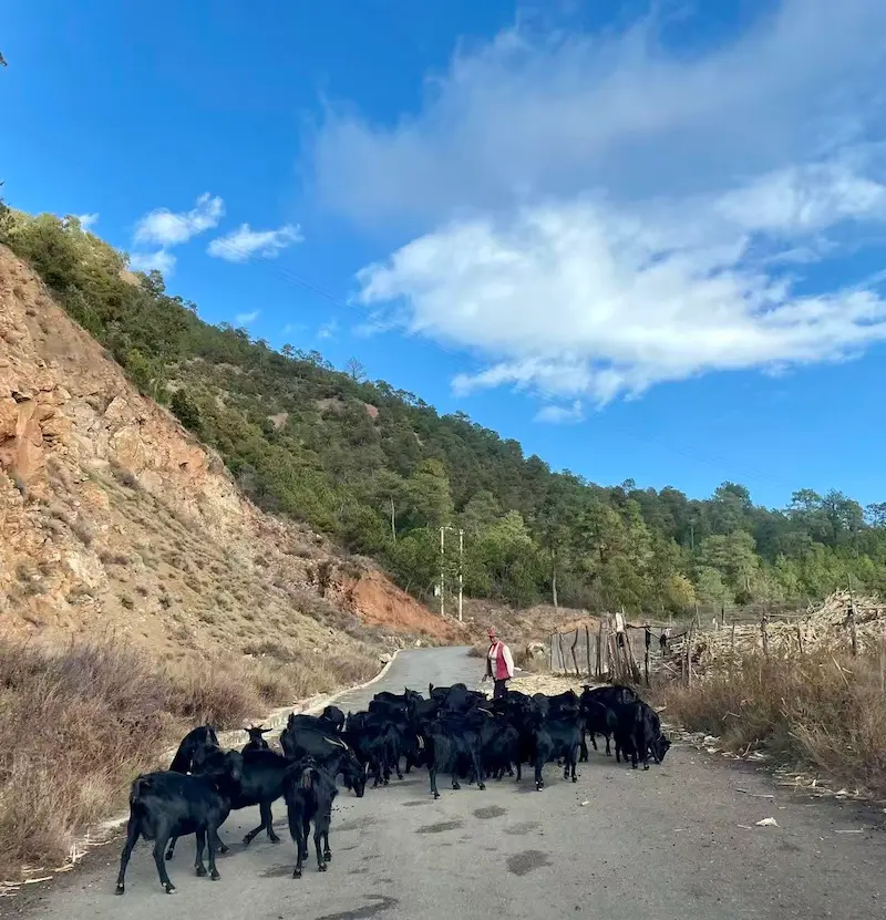 A Photographic Journey Through Rural Yunnan goats road yunnan 1