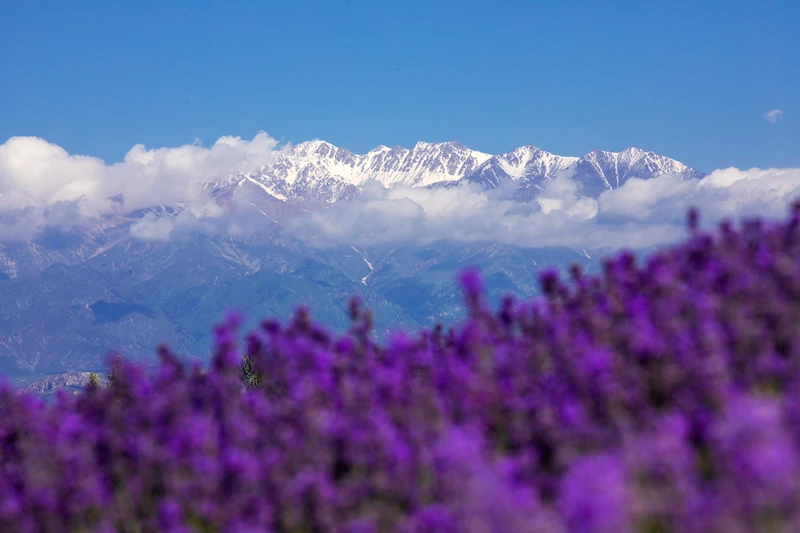 Travel Guide to Northern Xinjiang lavander scenery ili