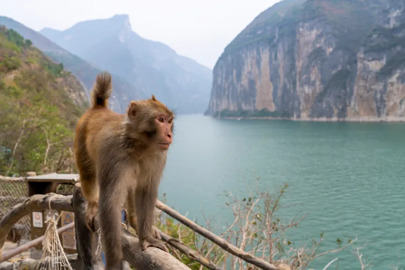 The Top Three Luxury Family Cruises on China’s Yangtze River (2026 Edition) Family Cruises on China’s Yangtze River