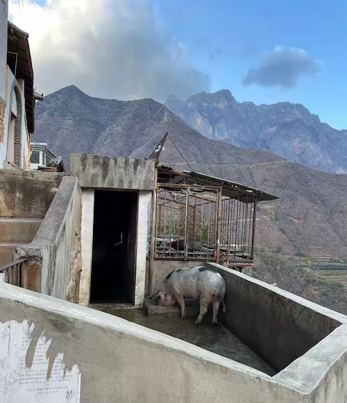 A Photographic Journey Through Rural Yunnan pig yunnan