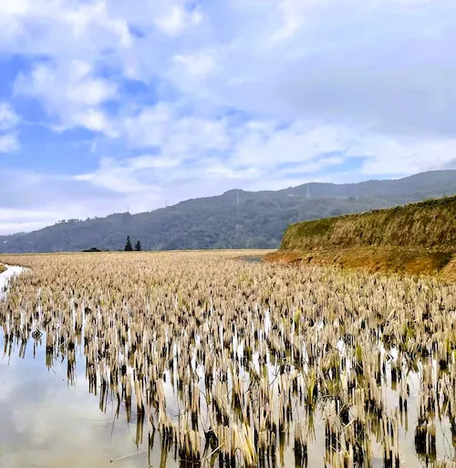 A Photographic Journey Through Rural Yunnan rice fields yunnan detail 1