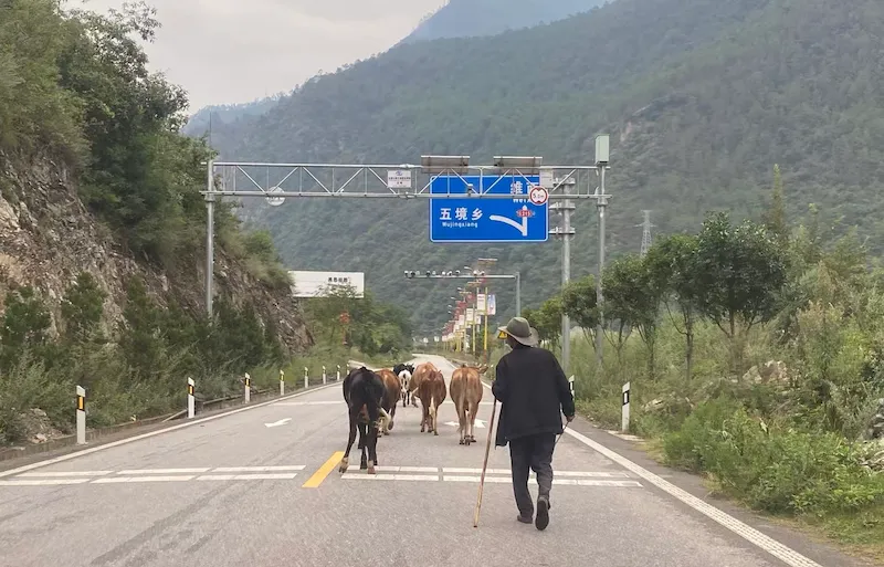 A Photographic Journey Through Rural Yunnan shepard on the road 1