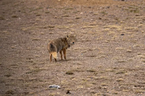 Travel Guide to Tibet tibetan