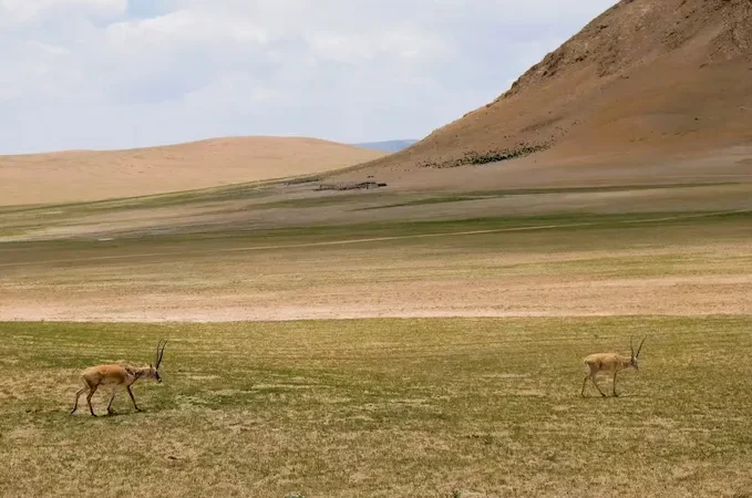 Travel Guide to Tibet tibetan gazelle e1768304881480