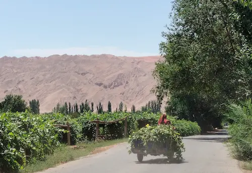 Travel Guide to Southern Xinjiang turpan grapes