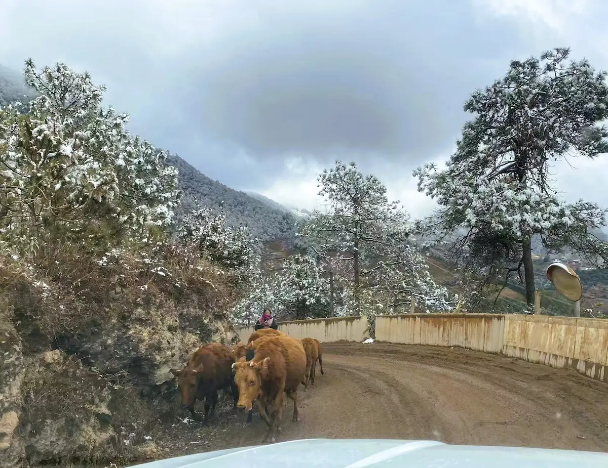 A Photographic Journey Through Rural Yunnan yunnan cows 2