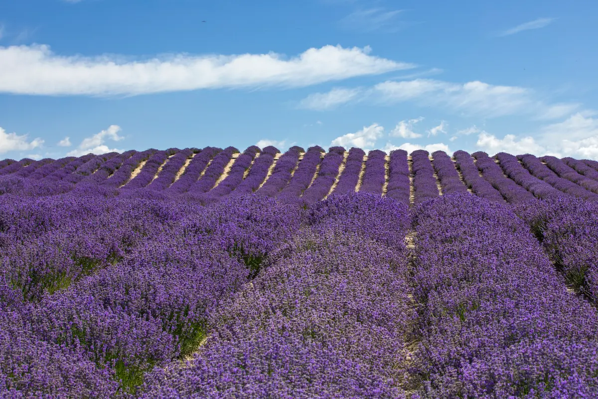 ili lavander farm