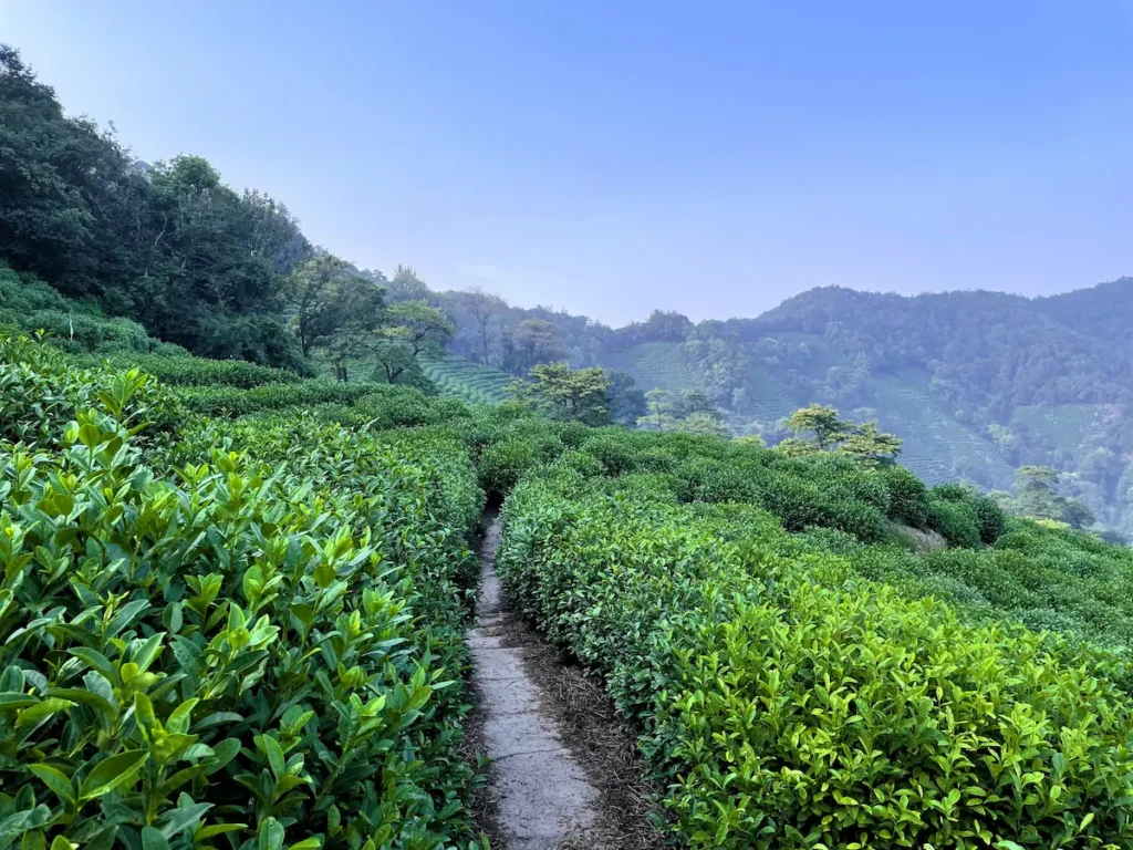 Exclusive Package Tour To Shanghai & Beyond! longjing hills hangzhou ink voyages