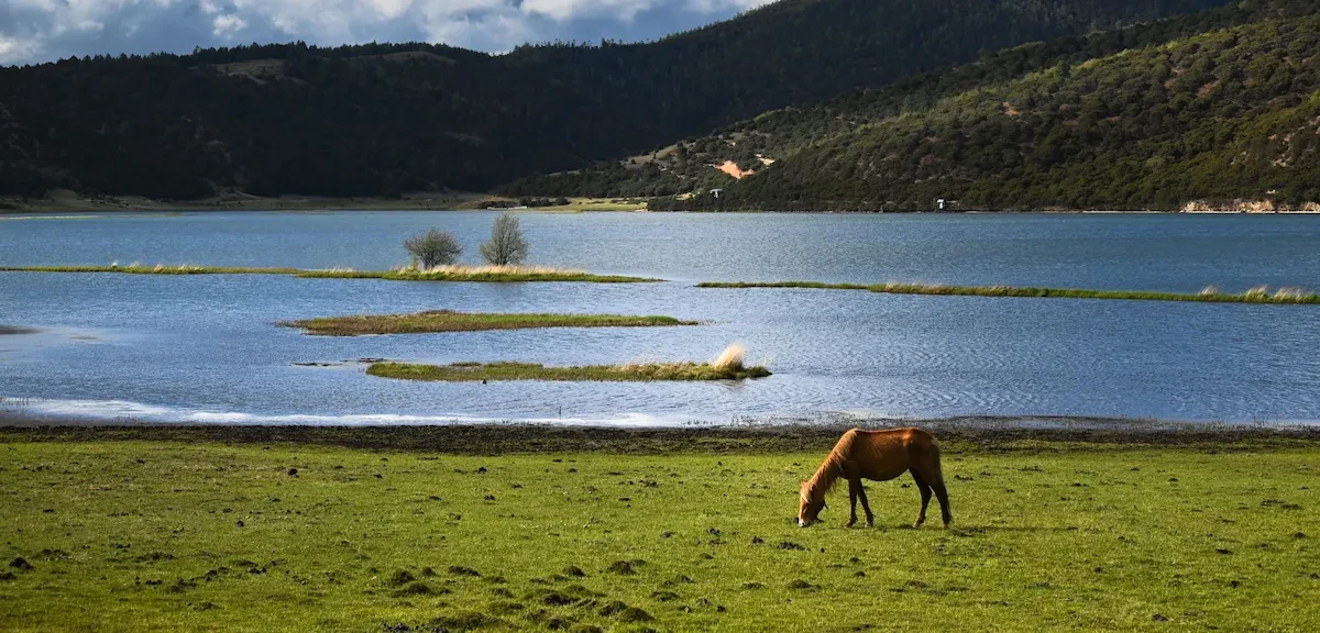 The Tea Horse Route Rêverie napa prairie shangrila 2 e1767923551780