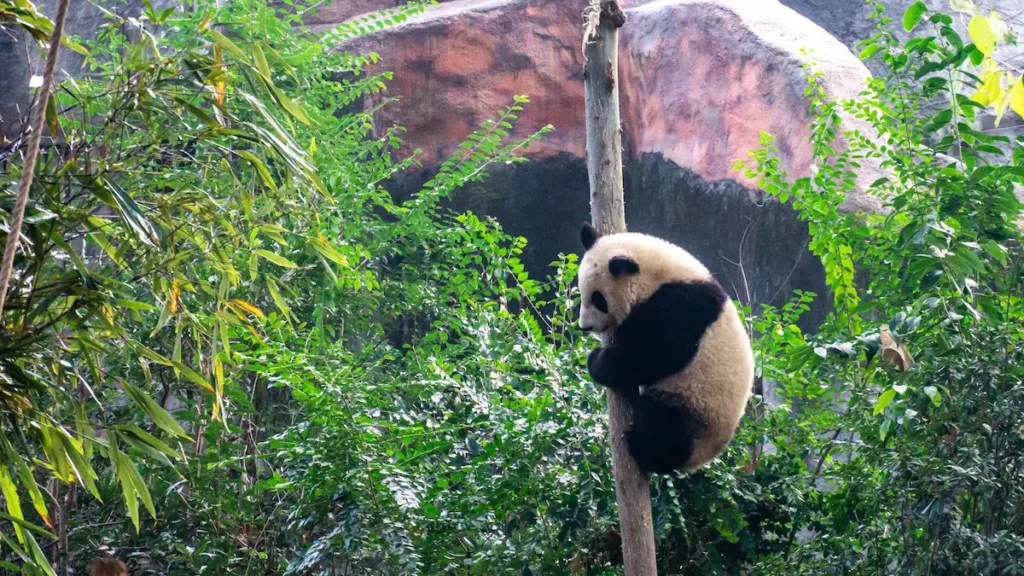 Why China Should Top Your Retirement Bucket List: Affordable, Accessible, Adventurous panda climbing tree