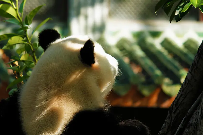 Home - Ink Voyages - Craft Your Unique China Itinerary panda curious