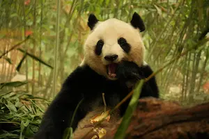 Best Sichuan Province Travel Adventures panda sichuan 2