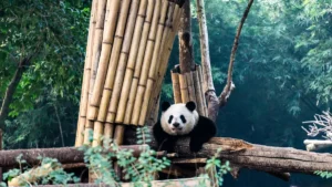 What is Authentic in China? A Guide for Discerning Travelers What is Authentic in China? A Guide for Discerning Travelers