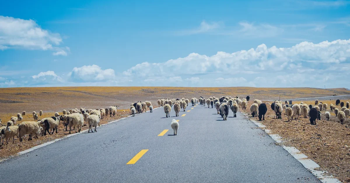 Namtso Lake To Ngari: Pulse Of Tibet sheeps tibet north ali 1 e1767929657379