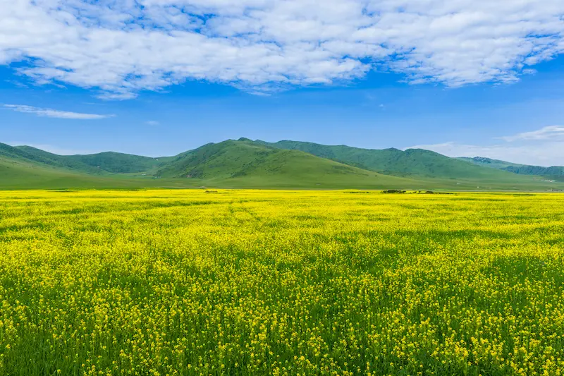 Mount Gongga & G318: The Untamed Frontier sichuan scenery grassland