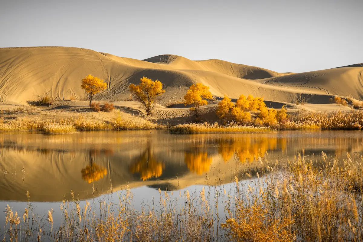 Tashkurgan & South Xinjiang Tour: Echoes of Ancient Caravans xinjiang populus euphratica golden trees