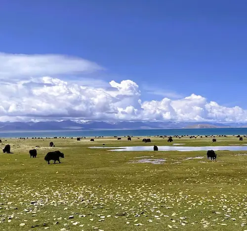 Unlock Your Dream Trip To Tibet yak meadow tibet 1
