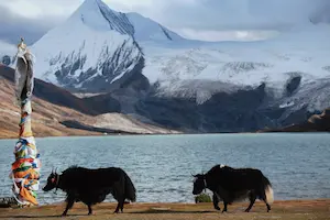 Unlock Your Dream Trip To Tibet yak tibet