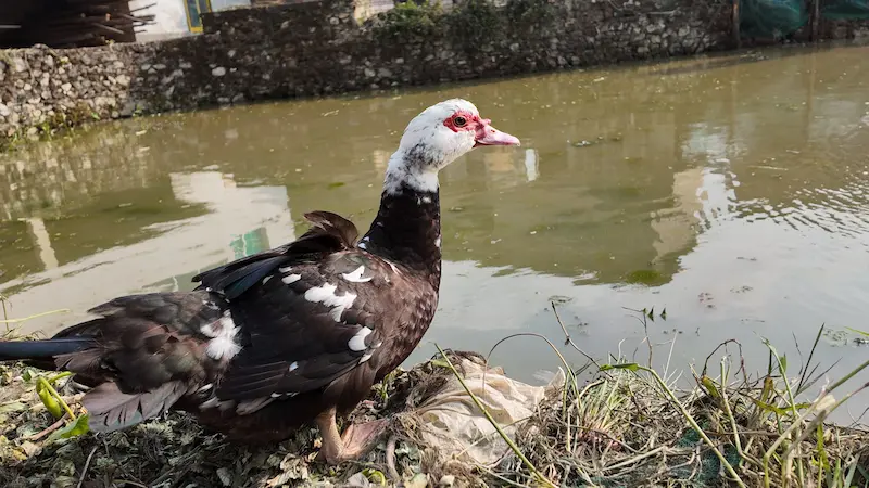 Yuanyang e le Terrazze di Riso Hani: un Mosaico di Terra, Acqua e Cielo duck yuangyang