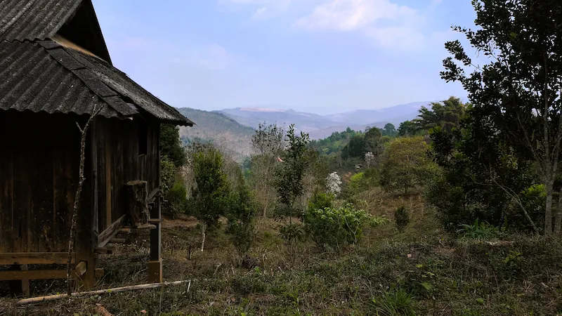 Alla scoperta del Monte Jingmai e del Tè Millenario monte jingmai