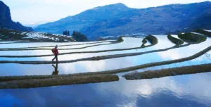 Yuanyang e le Terrazze di Riso Hani: un Mosaico di Terra, Acqua e Cielo