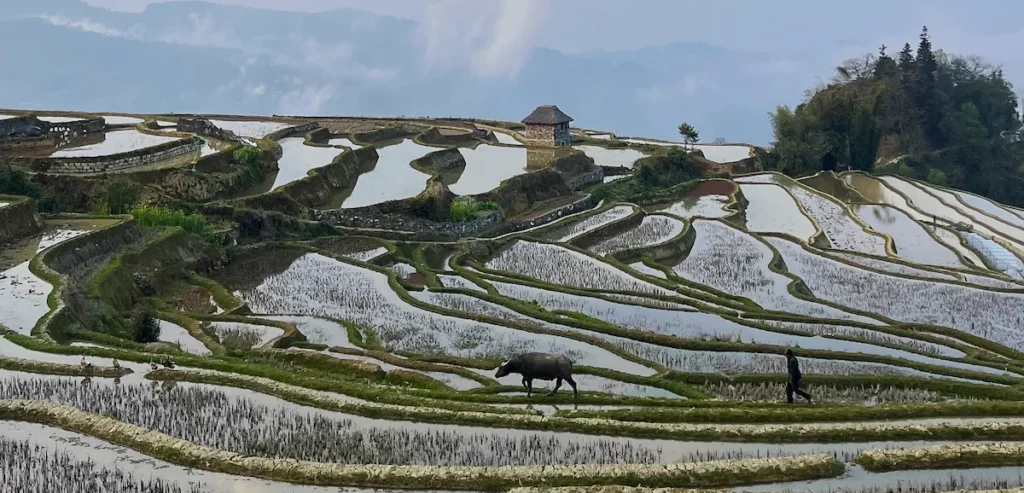 Yuanyang e le Terrazze di Riso Hani: un Mosaico di Terra, Acqua e Cielo Terrazze di riso a Yuanyang, attraversate da un contadino e da un bue