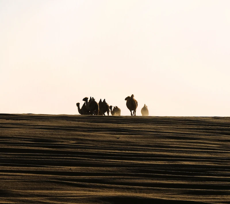 Yin Mountains Frontier Expedition – Inner Mongolia camels inner mongolia
