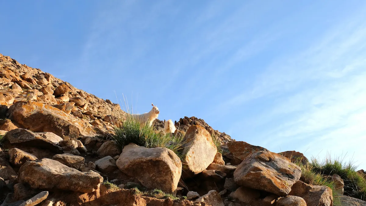 Yin Mountains Frontier Expedition – Inner Mongolia mountain goat inner mongolia