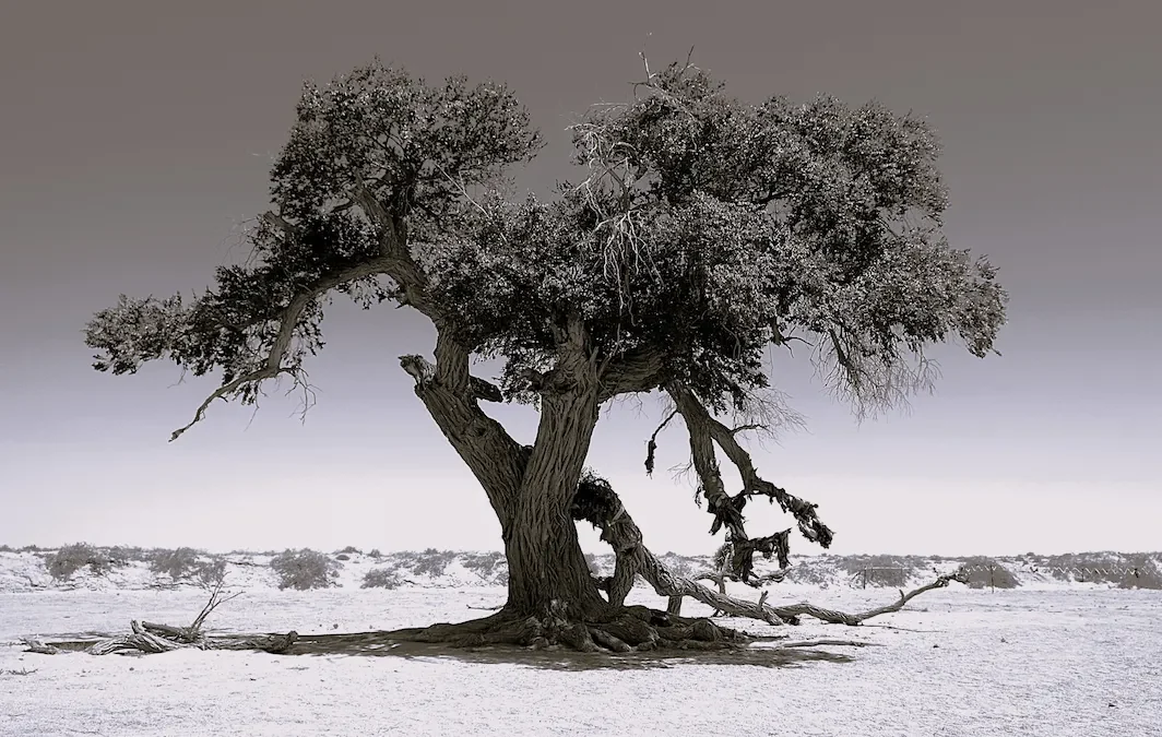 Yin Mountains Frontier Expedition – Inner Mongolia sacred tree in Inner Mongolia