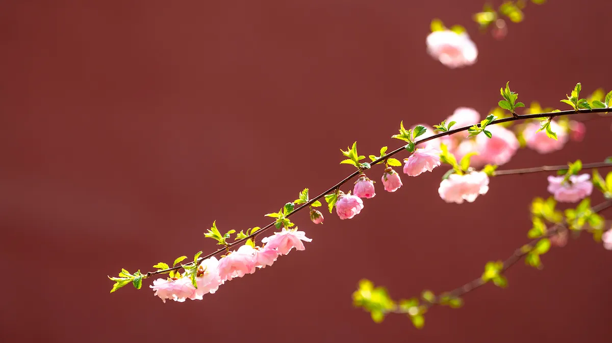 History & Urban Splendor | 14-Day Private China Itinerary forbidden city with flowers beijing