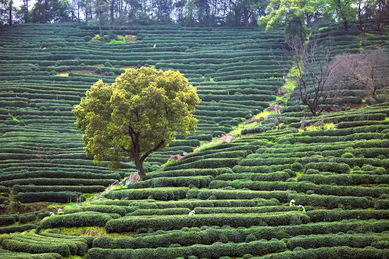 Peaks & Skylines | 15-Day Private China Itinerary hangzhou tea hills hiking