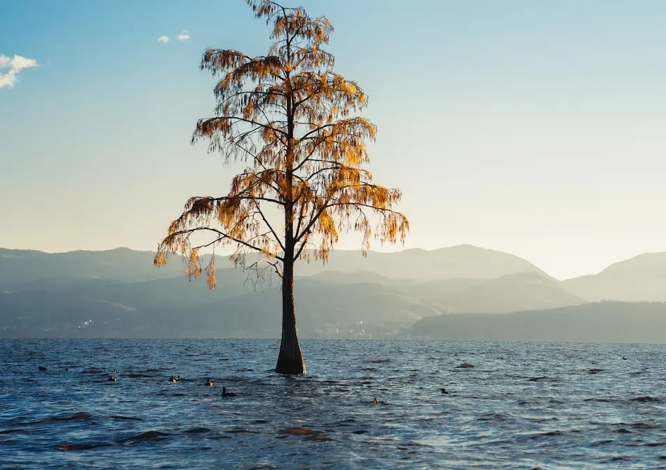 solitary tree erhai e1789728415433