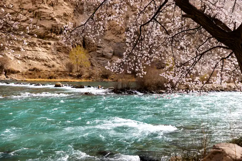 Historic Capitals & Spring of Pamir | Small Group Tour apricot blossoming